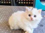 FluffyFurry Olaf - Scottish Straight Cat For Sale - Boston&comma; MA&comma; US
