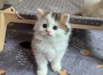 FluffyFurry Oreo - Scottish Straight Cat For Sale - Boston&comma; MA&comma; US