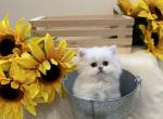 Hera - British Shorthair Cat For Sale - Phila&comma; PA&comma; US