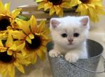 Apollo - British Shorthair Cat For Sale - Phila&comma; PA&comma; US
