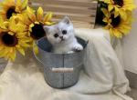 Hades - British Shorthair Cat For Sale - Phila&comma; PA&comma; US