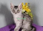 Constance litter April - Maine Coon Cat For Sale - Fort Worth&comma; TX&comma; US