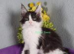 Tequila litter May 23 - Maine Coon Cat For Sale - Fort Worth&comma; TX&comma; US