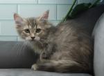 Ygraine of Romanov Dynasty - Siberian Cat For Sale - Ashburn&comma; VA&comma; US