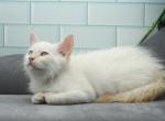 Yamir of Romanov Cats - Siberian Cat For Sale - Ashburn&comma; VA&comma; US