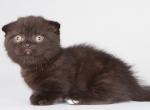 Dgudekk - Munchkin Cat For Sale - Pembroke Pines&comma; FL&comma; US