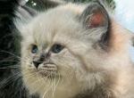 Leo - Siberian Cat For Sale - Pembroke Pines&comma; FL&comma; US