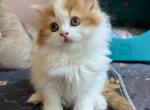 FluffyFurry Orange - Scottish Straight Cat For Sale - Boston&comma; MA&comma; US
