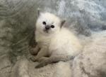 Amore - Ragdoll Cat For Sale - Los Angeles&comma; CA&comma; US