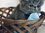 Dino - Persian Cat For Sale - Houston&comma; TX&comma; US