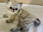 Diana - Persian Cat For Sale - Houston&comma; TX&comma; US