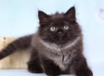 Naomi - Siberian Cat For Sale - Miami&comma; FL&comma; US