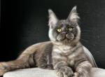 Roald - Maine Coon Cat For Sale - Miami&comma; FL&comma; US