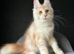 Risa - Maine Coon Cat For Sale - Miami&comma; FL&comma; US