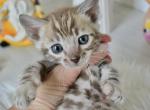 Lira - Bengal Cat For Sale - Norwalk&comma; CT&comma; US