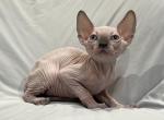 Normandy Lilac Point - Sphynx Cat For Sale - Scottsdale&comma; AZ&comma; US