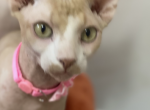 Vans - Sphynx Cat For Sale - Astoria&comma; NY&comma; US