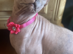 Gaya - Sphynx Cat For Sale - Astoria&comma; NY&comma; US
