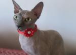 Gala - Sphynx Cat For Sale - Astoria&comma; NY&comma; US