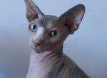 Aruba - Sphynx Cat For Sale - Astoria&comma; NY&comma; US