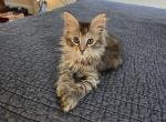 Black Tortie Maine Coon - Maine Coon Cat For Sale - Cumming&comma; GA&comma; US
