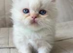 Gelato - Himalayan Cat For Sale - CT&comma; US