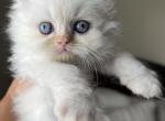 Cannoli - Himalayan Cat For Sale - CT&comma; US
