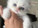 Limoncello - Himalayan Cat For Sale - CT&comma; US