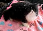 C f a registered black bicolor persian kitten - Persian Cat For Sale - Woodburn&comma; IN&comma; US