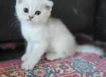 Louie - Scottish Fold Cat For Sale - Grand Rapids&comma; MI&comma; US