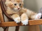 Chandler - Maine Coon Cat For Sale - Russellville&comma; MO&comma; US
