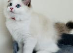 Hydrangea Ragdolls TICA - Ragdoll Cat For Sale - Murrieta&comma; CA&comma; US