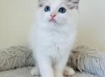 Gardenia Ragdolls TICA - Ragdoll Cat For Sale - Murrieta&comma; CA&comma; US
