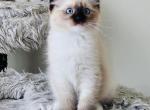 Iris Ragdolls TICA - Ragdoll Cat For Sale - Murrieta&comma; CA&comma; US
