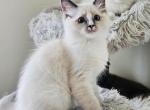 Bluebell Ragdolls TICA - Ragdoll Cat For Sale - Murrieta&comma; CA&comma; US
