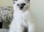 Lavendar Ragdolls TICA - Ragdoll Cat For Sale - Murrieta&comma; CA&comma; US
