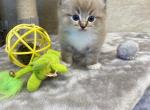 Titan - Ragdoll Cat For Sale - Freeburg&comma; PA&comma; US