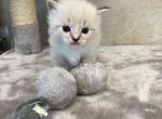 Logan - Ragdoll Cat For Sale - Freeburg&comma; PA&comma; US