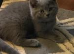 Edi - Scottish Fold Cat For Sale - Philadelphia&comma; PA&comma; US