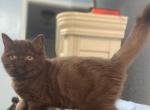 Chocolate Exotic Persian - Exotic Cat For Sale - Muscle Shoals&comma; AL&comma; US