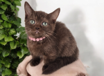 Godiva - Munchkin Cat For Sale - Neosho&comma; MO&comma; US