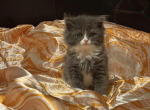 Jagger boy - Ragamuffin Cat For Sale - Oklahoma City&comma; OK&comma; US