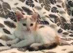 free sage - Domestic Cat For Sale - New Holland&comma; PA&comma; US