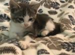 FREE Sky - Domestic Cat For Sale - New Holland&comma; PA&comma; US