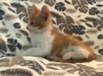FREE River - Domestic Cat For Sale - New Holland&comma; PA&comma; US