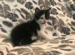 free Willow - Domestic Cat For Sale - New Holland&comma; PA&comma; US