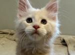Almond - Maine Coon Cat For Sale - Hollywood&comma; FL&comma; US