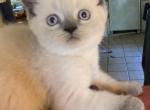 Sky - British Shorthair Cat For Sale - Okc&comma; OK&comma; US
