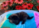 Medusa - Siberian Cat For Sale - Clintwood&comma; VA&comma; US