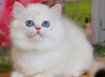 Emma - British Shorthair Cat For Sale - Pembroke Pines&comma; FL&comma; US